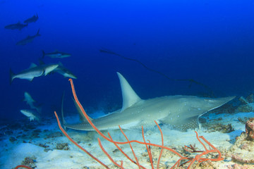 Whitespotted Guitarfish, Shark Ray, Guitar Shark, fish, Shovelnose Ray