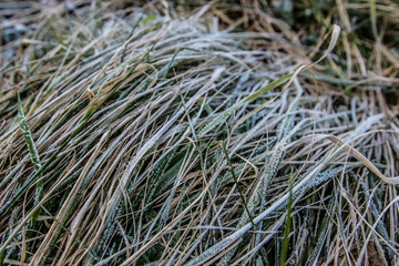 morning frost