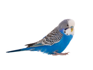 budgie