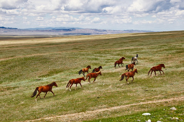 Running horses in the asian steppe