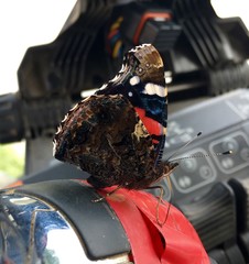 Schmetterling im Traktor