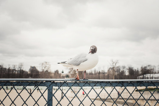 Bird sitting on grid