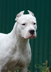 Portrait of a Dogo Argentino