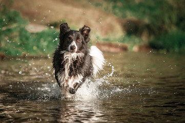Border collie dog running in the water