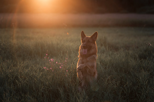 German shepherd dog doing a trick in the sunset