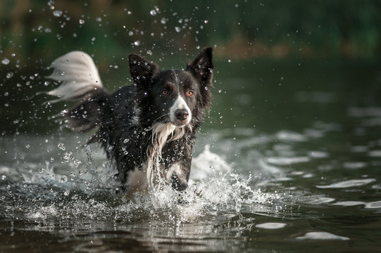 Border collie dog running in the water