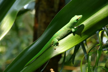 Gecko auf Blatt grün in grün, Licht, Schatten
