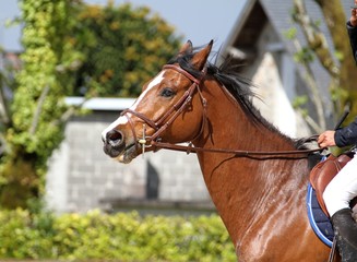 Fototapeta premium concours hippique,saut d'obstacles