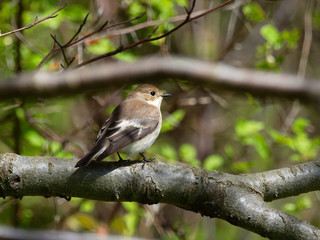 Pied Flycatcher - Ficedula hypoleuca