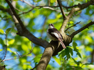 Pied Flycatcher - Ficedula hypoleuca