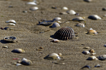 Fototapeta na wymiar Shell Beach