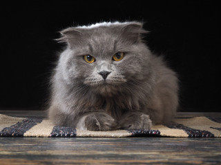 Naklejka na ściany i meble Portrait of a luxurious gray cat with yellow eyes and fluffy grey fur