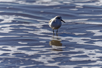 Sandpiper in the water