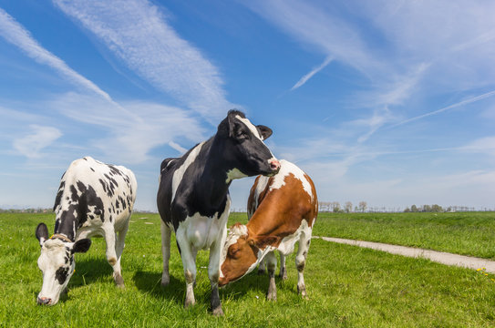 Three dutch cows in the farmland near Groningen