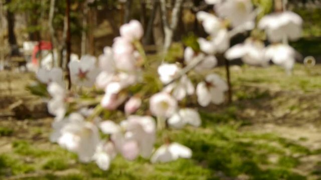 beautiful cherry blossoms tremble in wind.