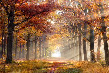 Autumn forest path fall leaves