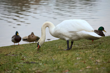 Obraz premium Mute swan (Cygnus olor) with some mallards