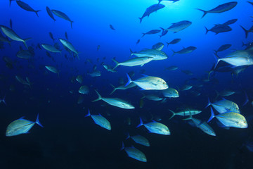 Fototapeta na wymiar Tuna fish in ocean