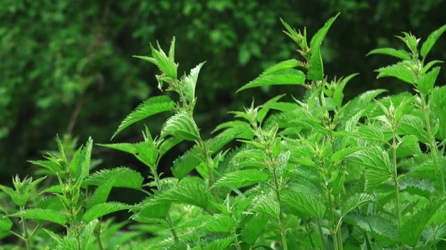 Stinging nettle field swaying in the wind