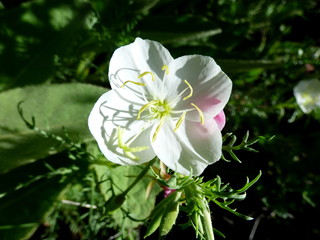 Evening Primrose