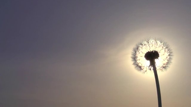 Blowing Dandelion Seeds. Flying dandelion seeds against the bright sun. Slow motion 240 fps. High speed camera shot. Full HD 1080p. Slowmo 