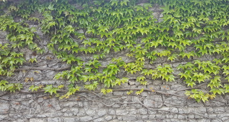 mur de lierre