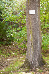 Kleines weisses unbeschriftetes Schild an einem Baumstamm