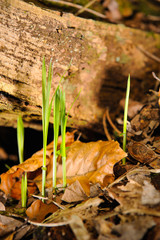 einzelne Grashalme sprießen aus dem Waldboden, auf dem noch vertrocknete Blätter vom Vorjahr liegen