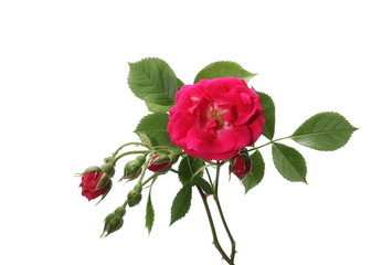 Red roses and buds isolated on white background