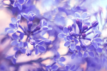 A flower of lilac with gentle shades. Selective focus - obrazy, fototapety, plakaty