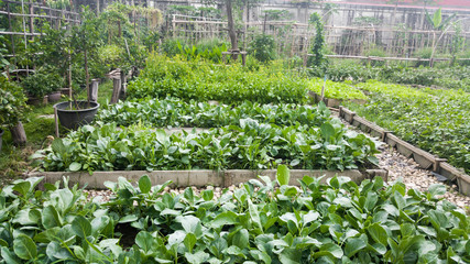 Fototapeta na wymiar Vegetable garden and growing, green vegetable plants