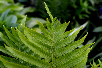 fern