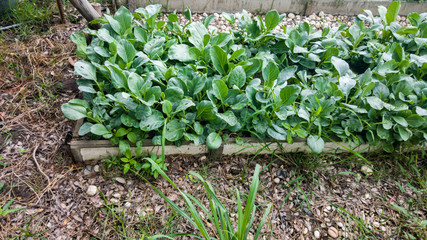 Vegetable garden and growing, green vegetable plants