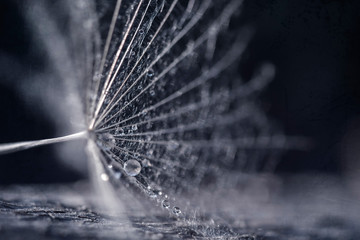 Dandelion seeds with water drops and beautiful shades - obrazy, fototapety, plakaty