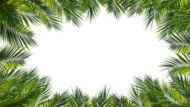 rahmen aus palmblättern, palmwedel, palme auf weißem hintergrund