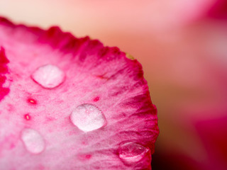 The water droplets are on the petals of pink after the rain has fallen on the pink background.