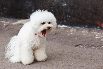 dog breed maltese bichon