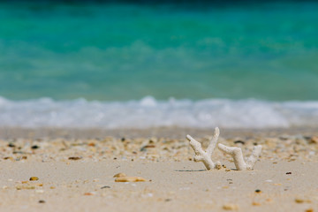 Coral on the beach