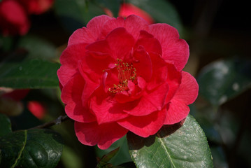 Camélia rose au printemps au jardin