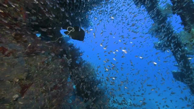 A large school of fish in the Red Sea. Glassfish everywhere.