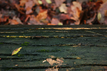 Grüner Baumstamm und Herbstlaub im Hintergrund