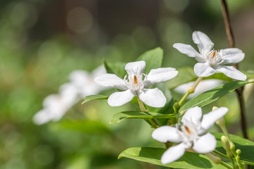 Fototapeta premium White flowers, Wrightia antidysenterica, Coral swirl.
