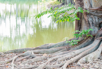 Root of big tree, planted on the pond edge.