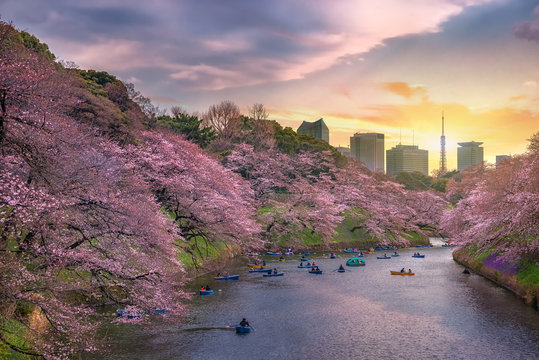 Cherry Blossom Or Sakura Japan At Chidorigafuchi Park This Area Is Popular Sakura Spot At Tokyo, Japan. Travel In Japan Concept.