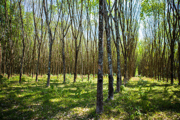 Rubber Plantation