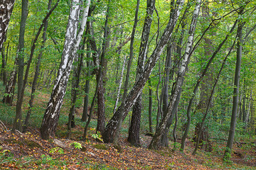 landscape Birch Grove in early autumn