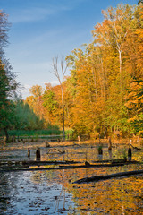 autumn landscape with yellow forest at the lake under a clear blue sky