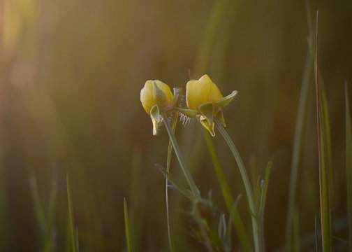 Diplotaxis tenuifolia