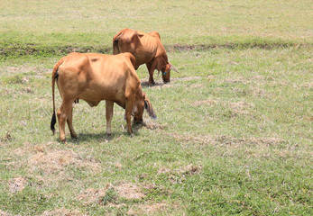 Cow in a Green Field