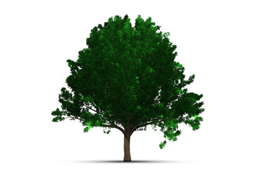 Tree isolated on white background clipping path.